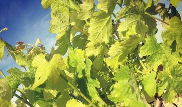 plantacion de la vid.jpg